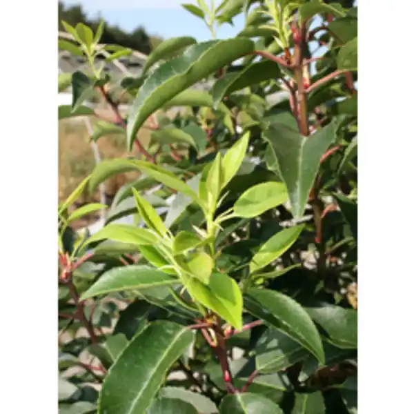 Bild 2 von Gartenkrone Portugiesische Lorbeerkirsche, Prunus lusitanica »Angustifolia«, Blätter: grün, Blüten: weiß