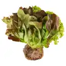 Bild 1 von BESTES AUS DER REGION Bunter Salat mit Wurzelballen, Stück