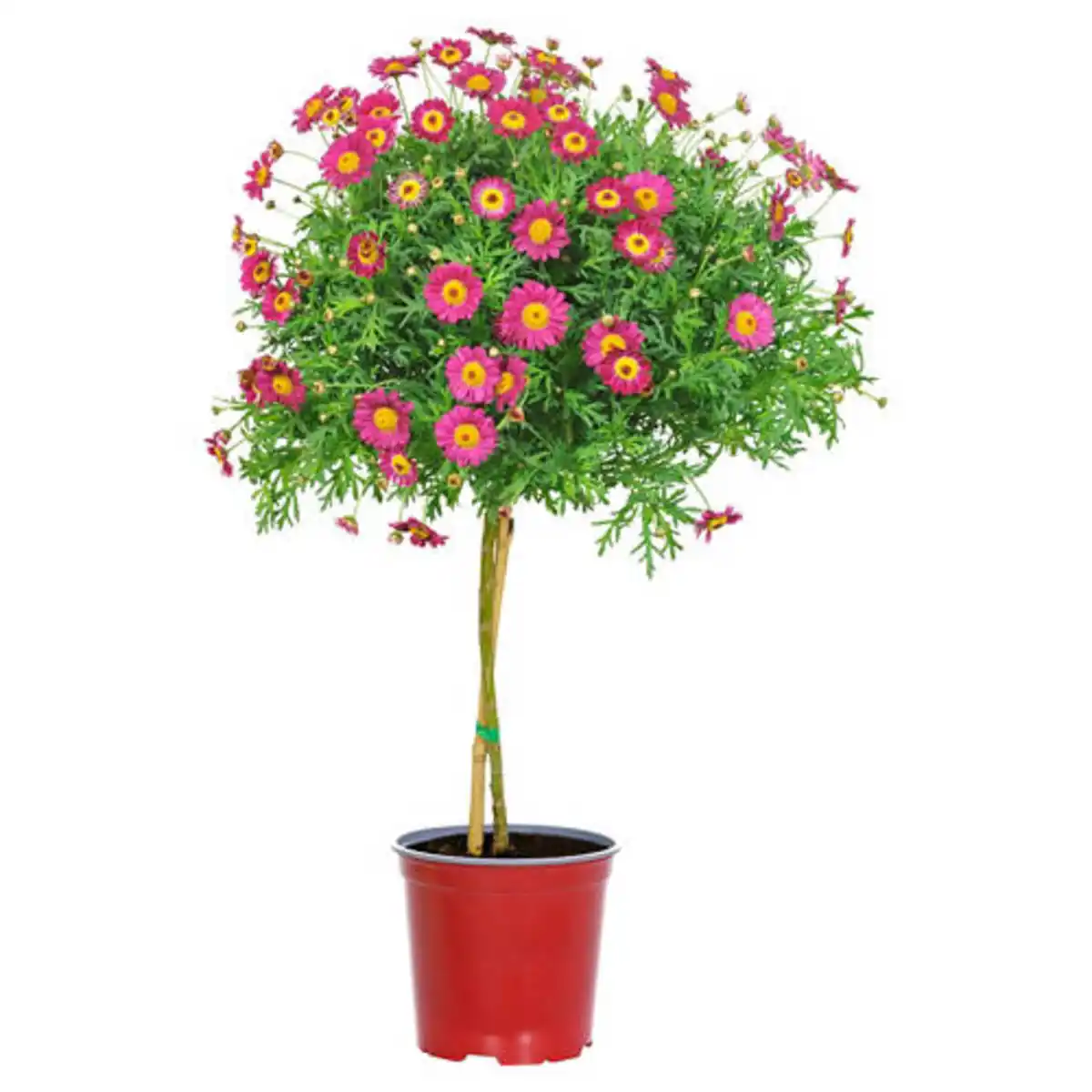 Bild 1 von GARDENLINE Margeritenstämmchen, rot