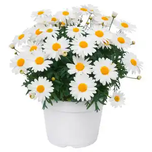 GARDENLINE Margeriten, weiß