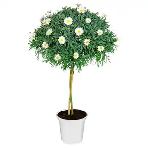 GARDENLINE Margeritenstämmchen, weiß