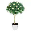 Bild 1 von GARDENLINE Margeritenstämmchen, weiß