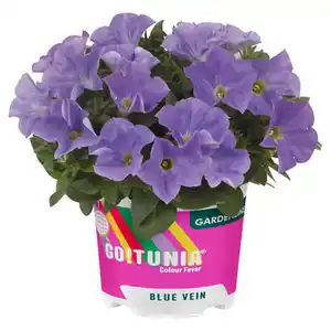 GARDENLINE Petunien, Blue Vein