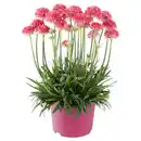Bild 1 von GARDENLINE Calibrachoa, Double Pink