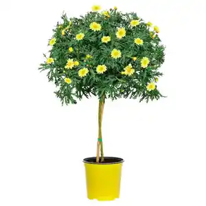 GARDENLINE Margeritenstämmchen, gelb