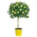 Bild 1 von GARDENLINE Margeritenstämmchen, gelb