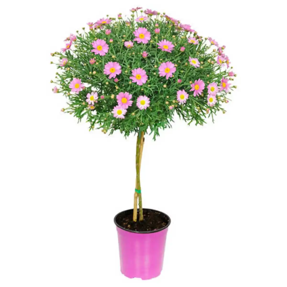 Bild 1 von GARDENLINE Margeritenstämmchen, rosa