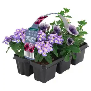 GARDENLINE Ton in Ton 6er Trays, Verbena Burgund