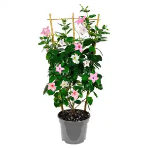 GARDENLINE Dipladenie Spalier