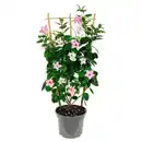 Bild 1 von GARDENLINE Dipladenie Spalier