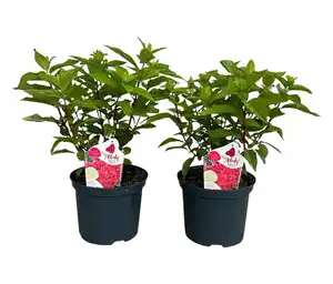 Rispenhortensie »Bloody Marie«