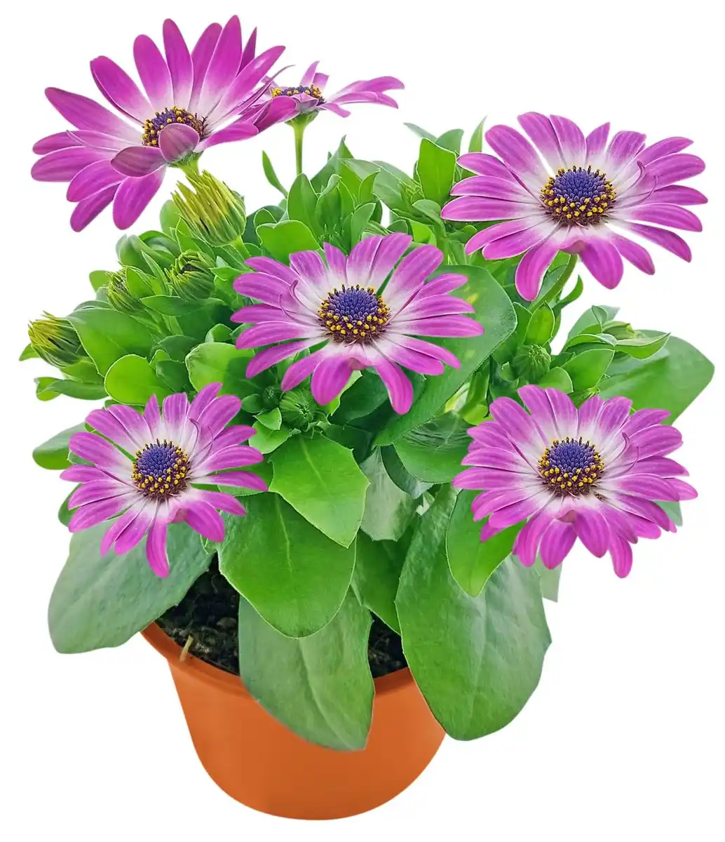 Bild 1 von Blühpflanzen