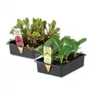 Bild 1 von Gemüsepflanzen-Mix