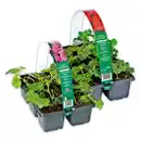 Bild 1 von Finest Garden Geranien / Fuchsien