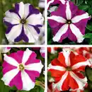 Bild 1 von Hängepetunie