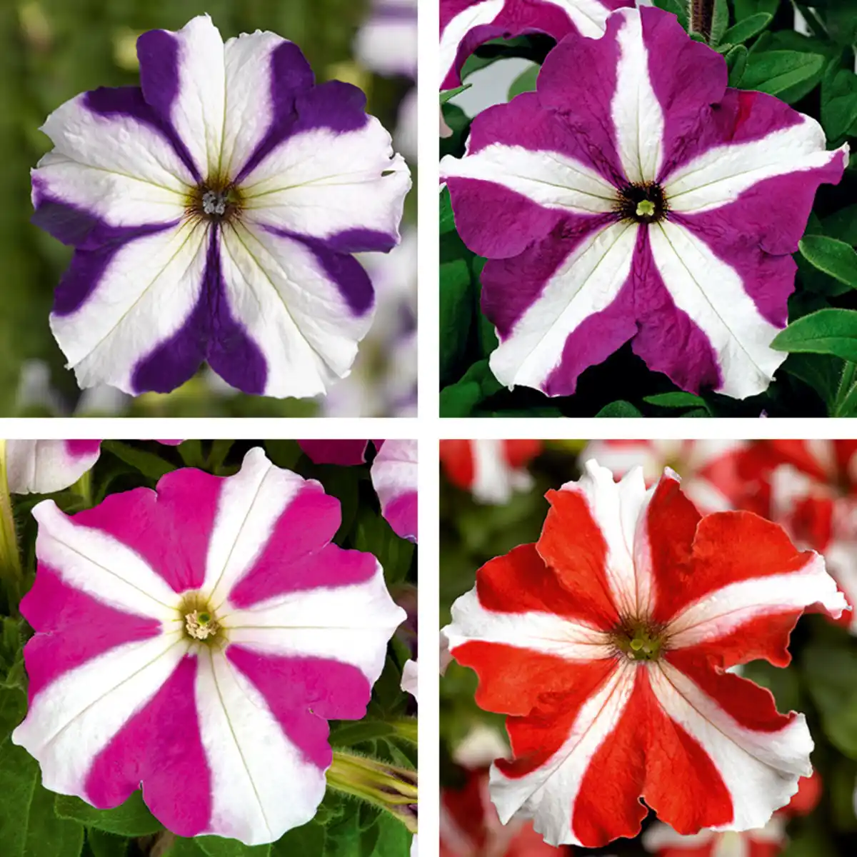 Bild 1 von Hängepetunie