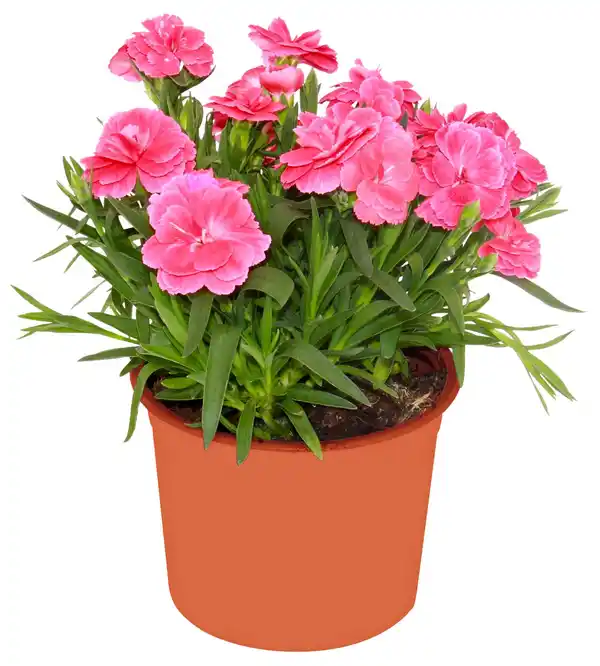 Bild 3 von Blühpflanzen