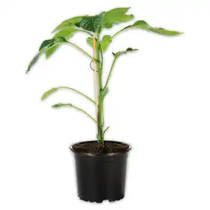 Finest Garden Veredelte Gemüsepflanze