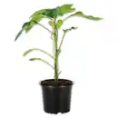 Bild 1 von Finest Garden Veredelte Gemüsepflanze