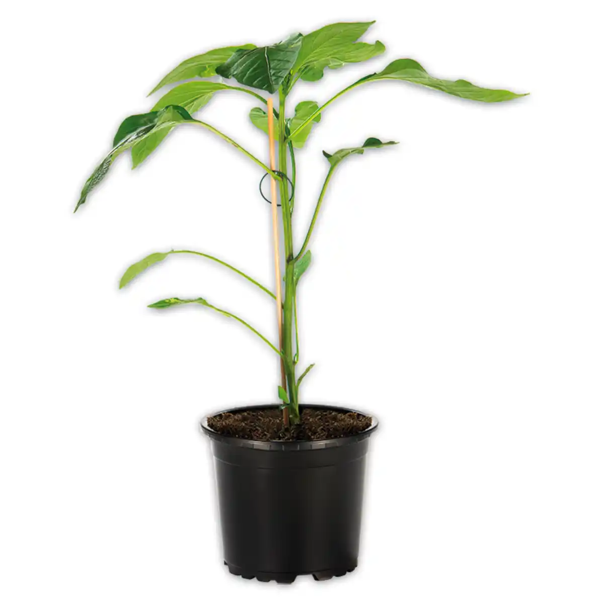 Bild 1 von Finest Garden Veredelte Gemüsepflanze