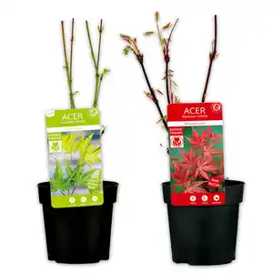 Fächerahorn "Acer palmatum"