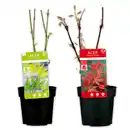 Bild 1 von Fächerahorn "Acer palmatum"