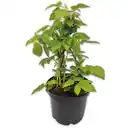 Bild 1 von Beeren-Trio