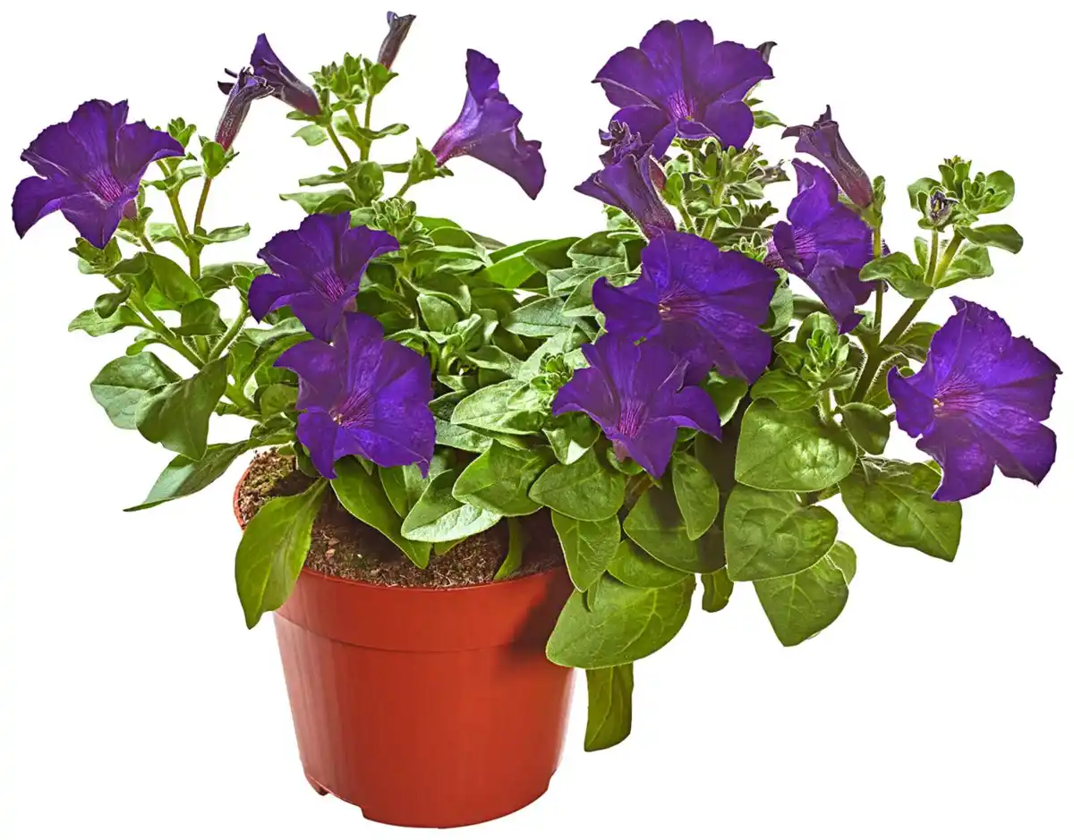 Bild 1 von Blühpflanzen