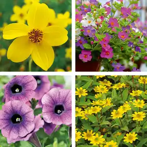 Balkon-/ Beetpflanzen