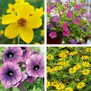 Bild 1 von Balkon-/ Beetpflanzen