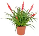 Bild 2 von Bromelie