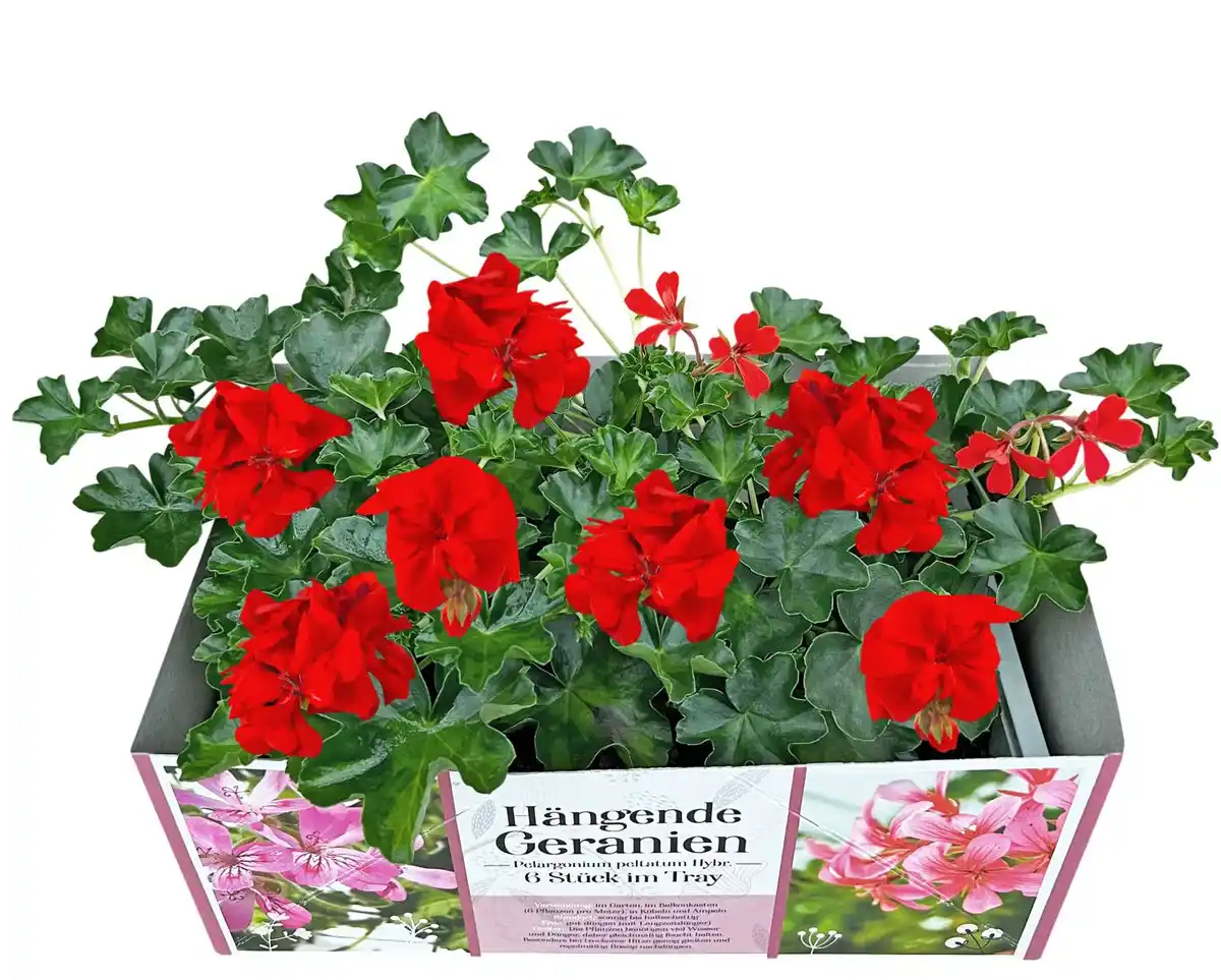 Bild 1 von Geranien