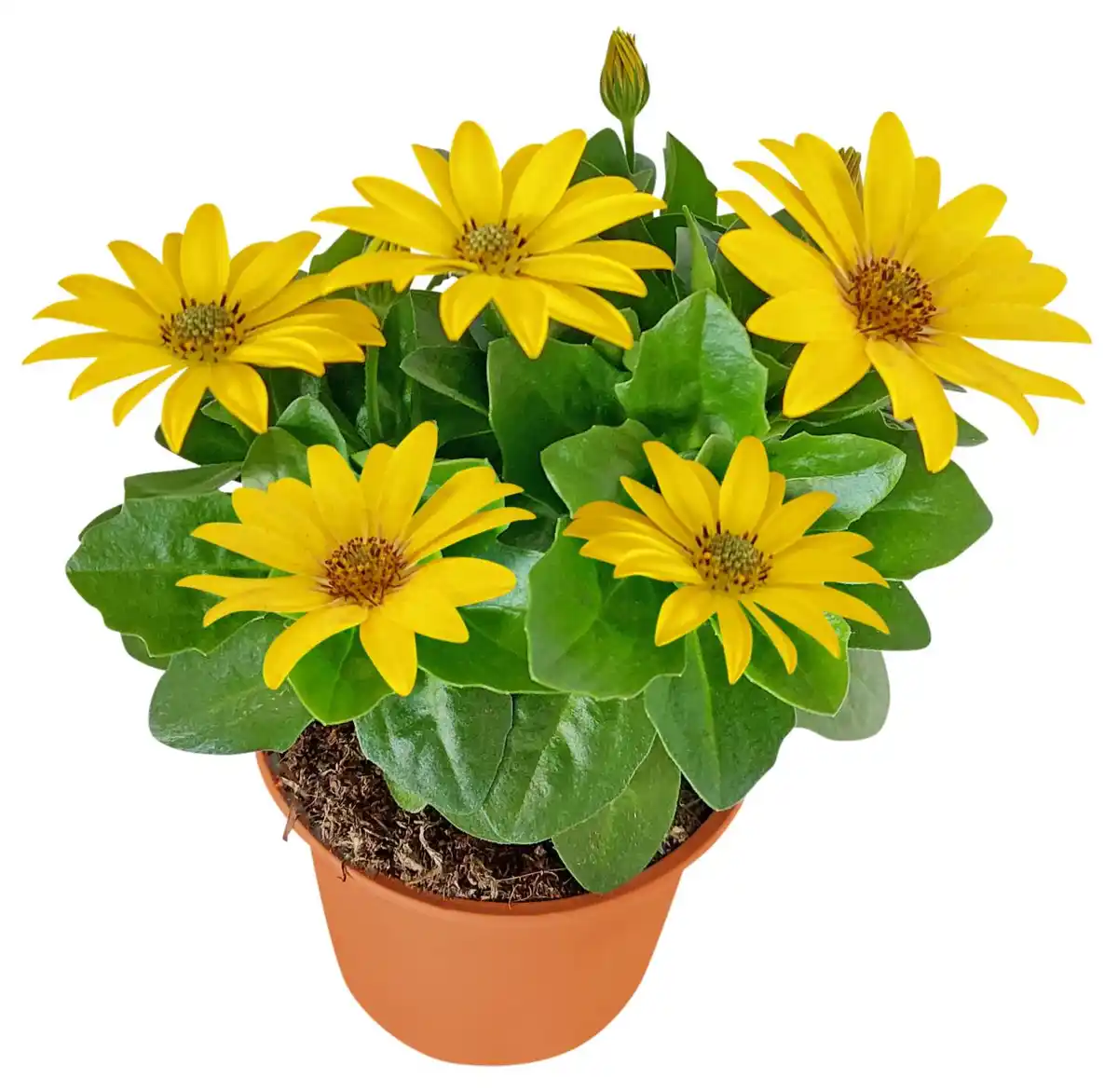 Bild 2 von Blühpflanzen