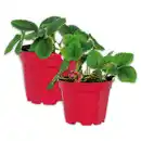 Bild 1 von Erdbeerpflanze