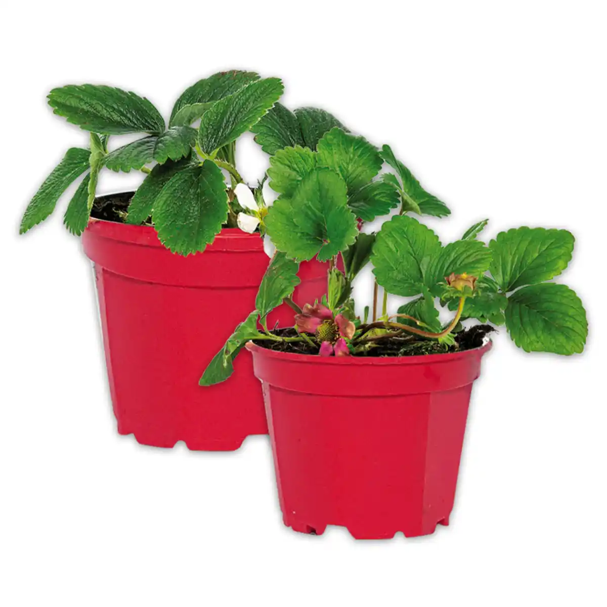 Bild 1 von Erdbeerpflanze