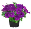 Bild 1 von Petunie*