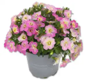 Zauberglöckchen „Changing Colours“*