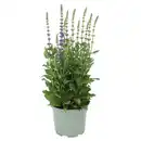 Bild 1 von GARDENLINE Steppen Salbei