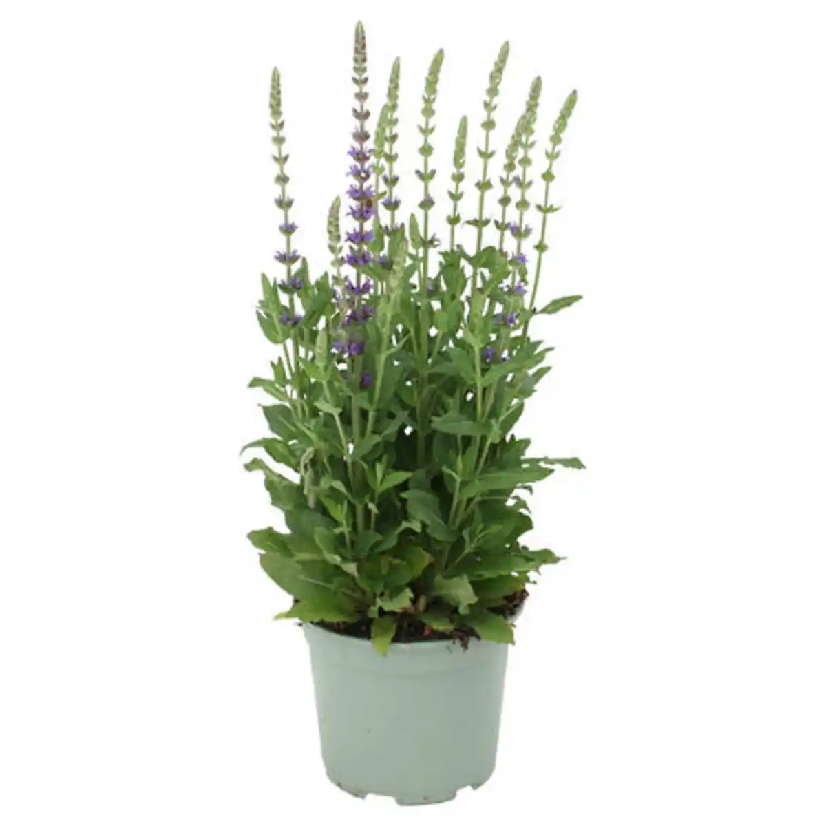 Bild 1 von GARDENLINE Steppen Salbei