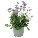 Bild 1 von GARDENLINE Scabiosa