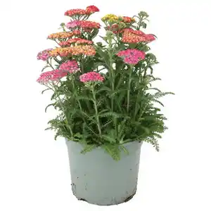 GARDENLINE Schafgarbe