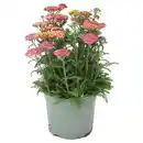 Bild 1 von GARDENLINE Schafgarbe