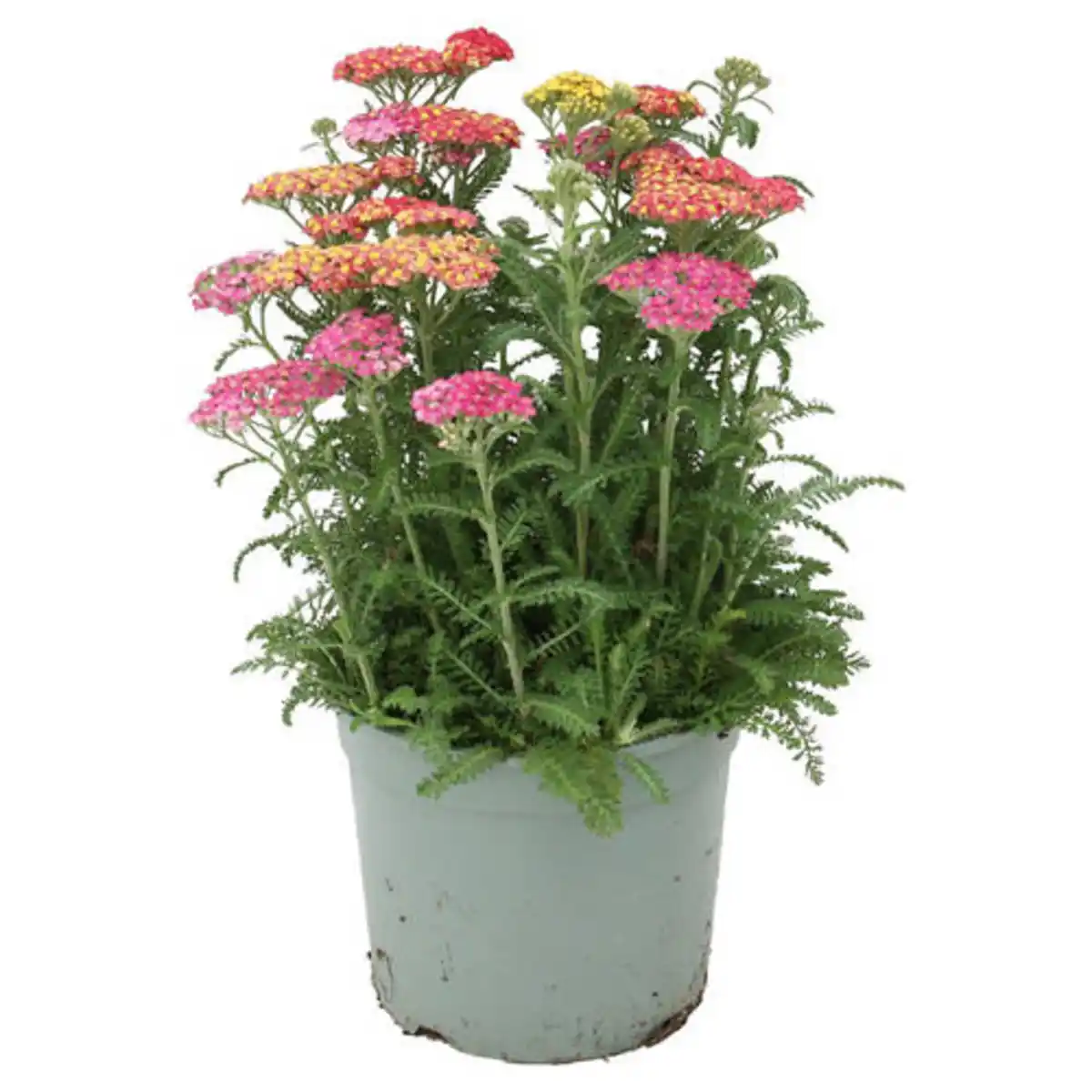 Bild 1 von GARDENLINE Schafgarbe