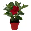 Bild 1 von GARDENLINE Dipladenia Busch, Rot