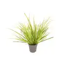 Bild 1 von GARDENLINE Ziergräser-Sortiment, Evergold