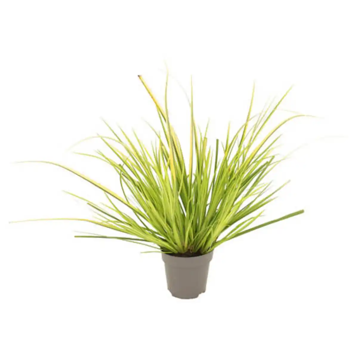 Bild 1 von GARDENLINE Ziergräser-Sortiment, Evergold