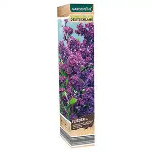 GARDENLINE Gartenpflanzen-Mix oder Dipladenia, Flieder
