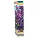 Bild 1 von GARDENLINE Gartenpflanzen-Mix oder Dipladenia, Flieder