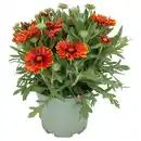 Bild 1 von GARDENLINE Kokardenblume