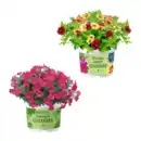 Bild 1 von GARDENLINE Mini-Petunie-Trio / Petunie